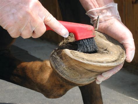 Improving performance with magic cushion material for hooves